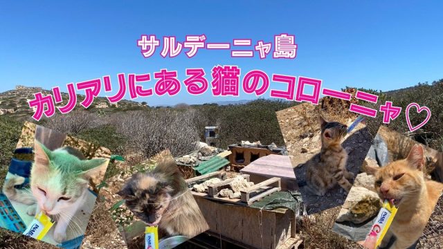 サルデーニャ島カリアリにある猫のコローニャ