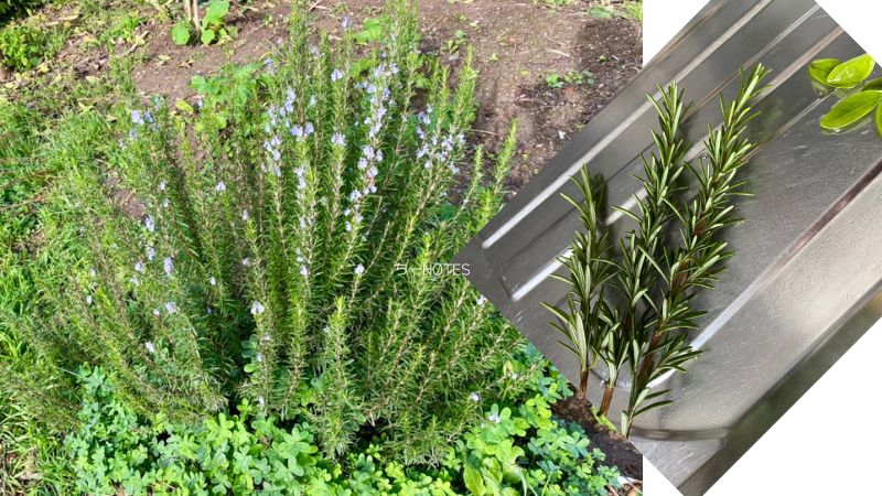 我が家のロ0ず真理0